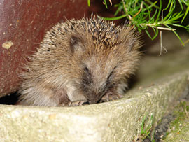 igel