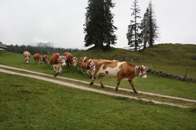 Almabtrieb Plankensteinalm Gosau, Foto: Elisabeth Grill / Dachstein Salzkammergut