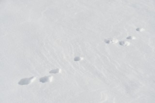 Spuren im Schnee