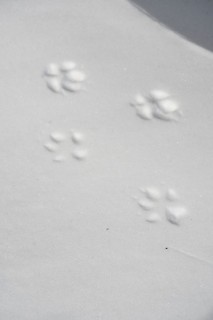 Spuren im Schnee